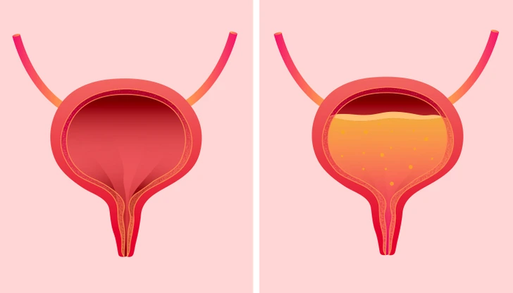 Schéma des muscles pelviens