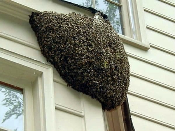 Rôle crucial des abeilles dans la pollinisation