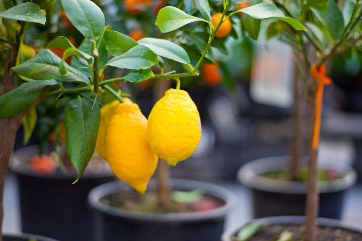 Citronnier en pot à l'intérieur