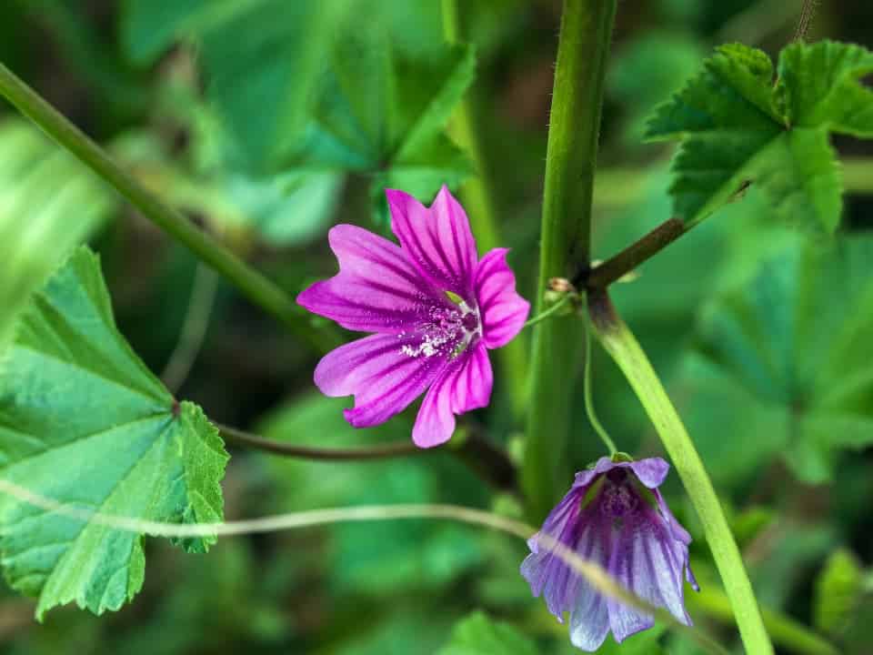 Détail de fleur de mauve