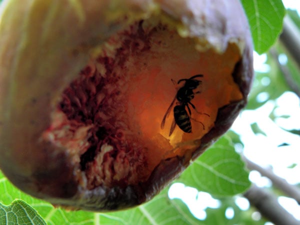 Figue mûre sur l'arbre