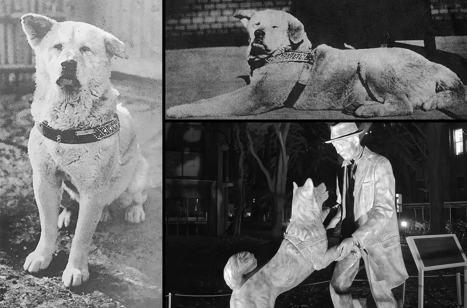 Hachiko adulte devant la gare