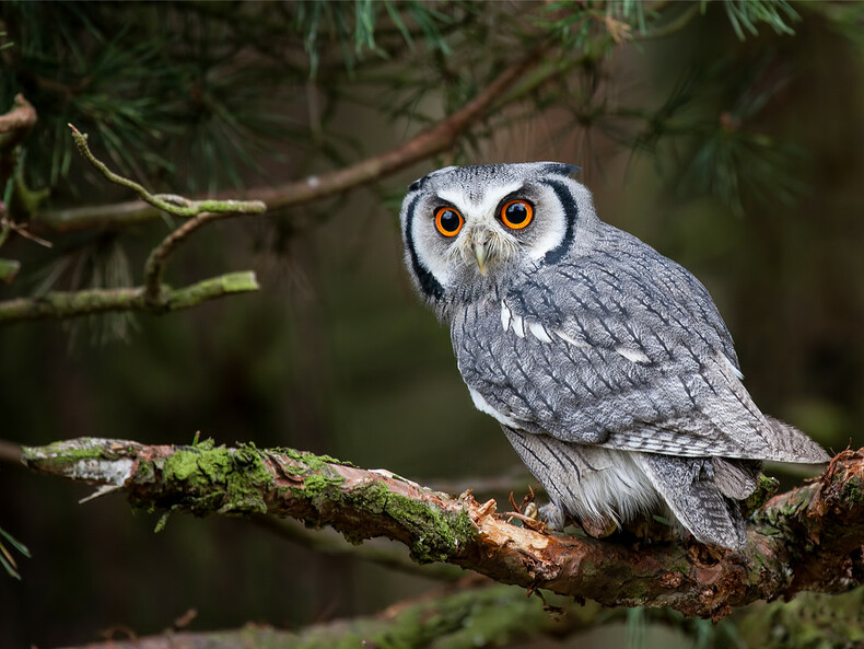 Hibou perché sur une branche d'arbre