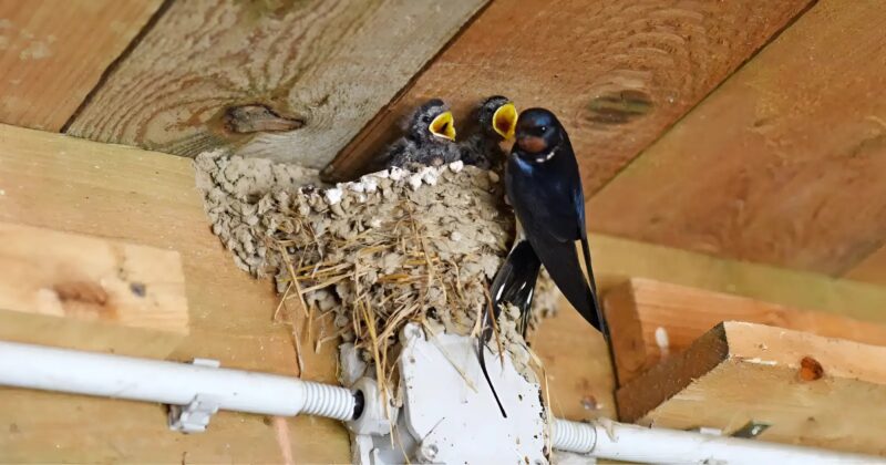 Représentation d'hirondelle dans l'art