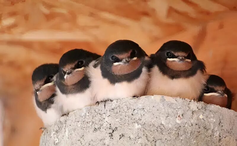 Hirondelle se posant sur une branche