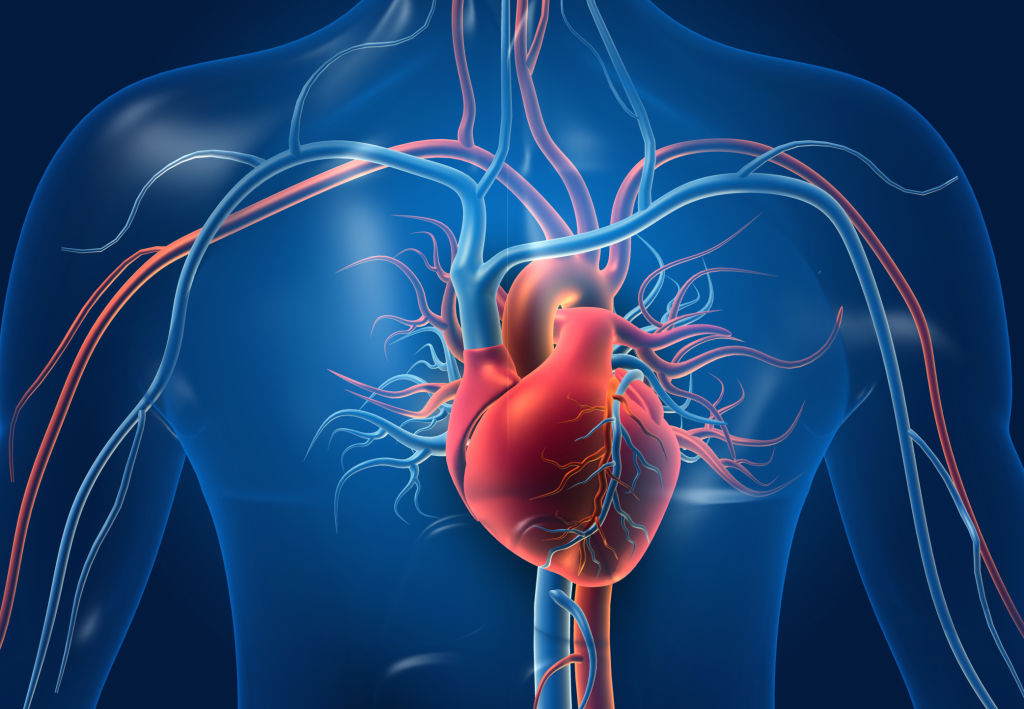 Représentation du système cardiovasculaire