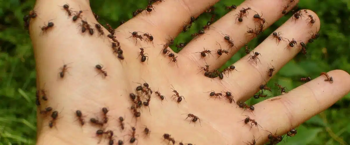 Fourmis dans une structure en bois