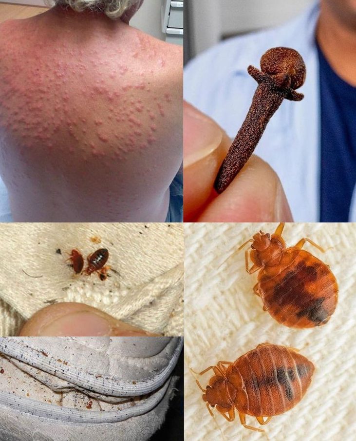 Clous de girofle comme répulsif naturel