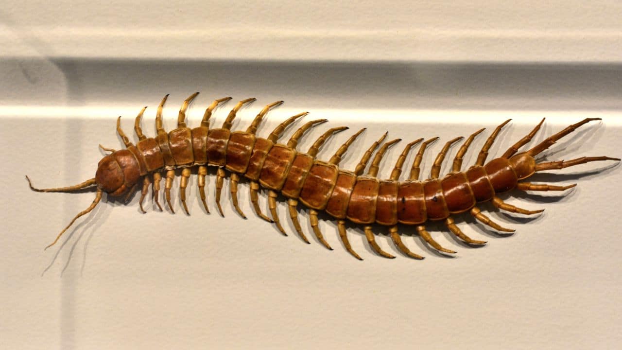Mille-pattes sur un mur