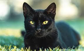 Chat noir observant au loin