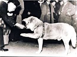 Hachiko jeune chien Akita