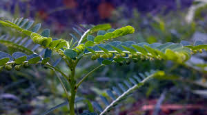 Illustration des différentes utilisations du Phyllanthus niruri