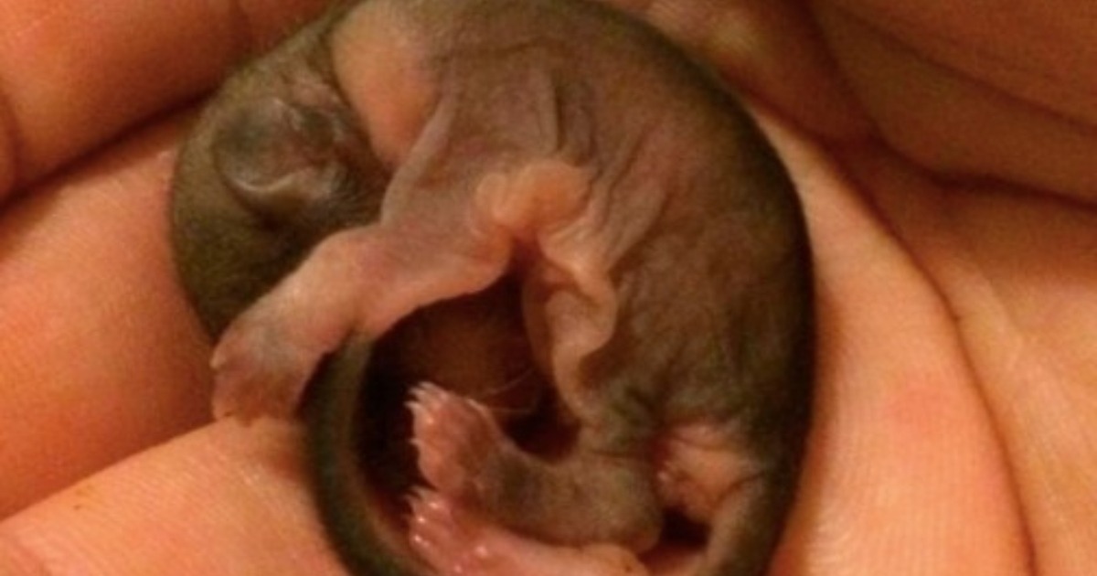 Bébé écureuil volant dans les mains d'un homme