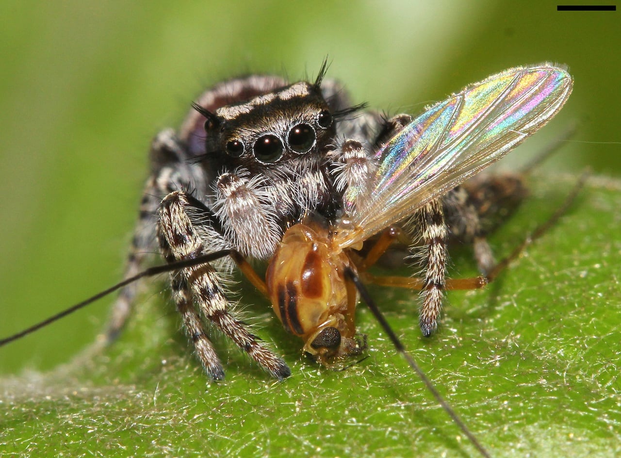 Photo rapprochée d'une araignée sauteuse