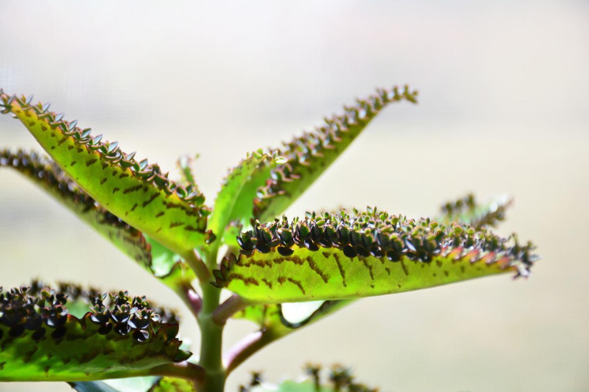 Kalanchoé et ses contre-indications