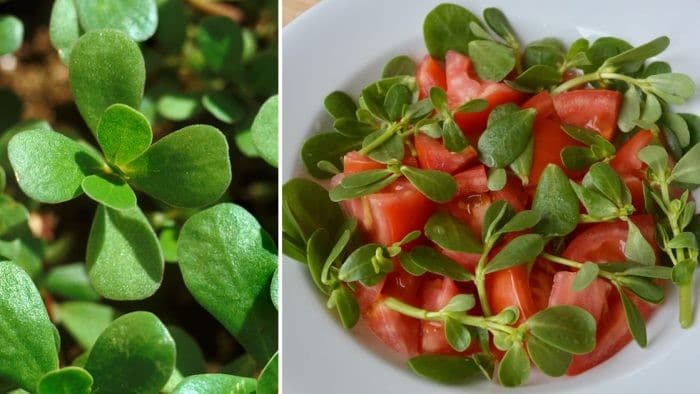 Pourpier dans diverses préparations culinaires