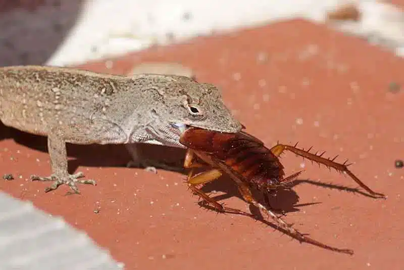 Gecko en train de capturer un insecte