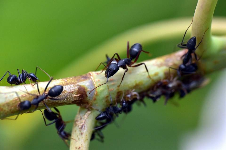 Lutte contre les insectes nuisibles
