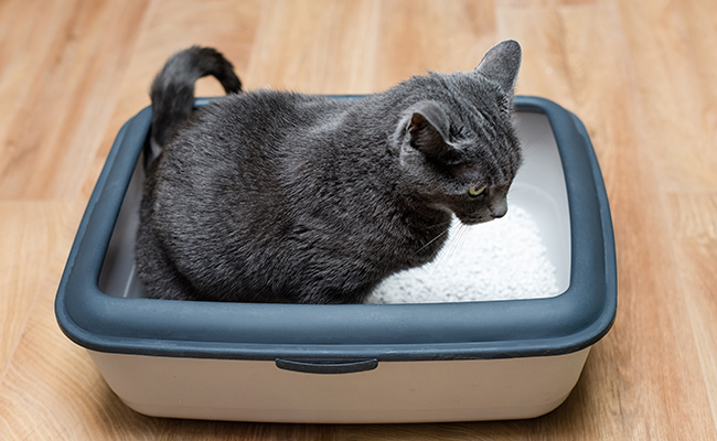 Litière pour chat propre et bien entretenue