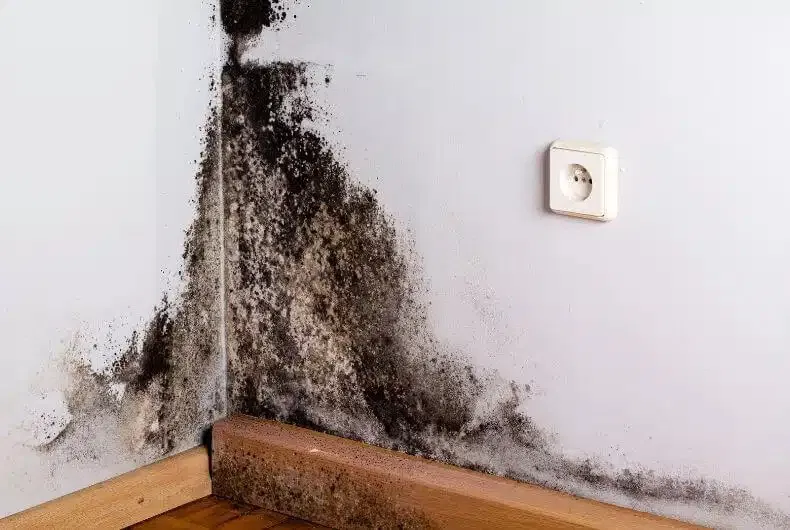 Taches de moisissure sur un mur blanc