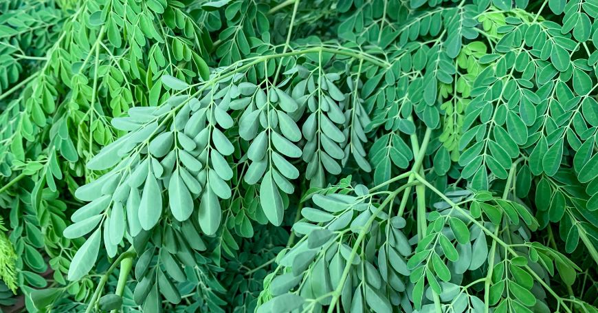 Feuilles et graines de moringa