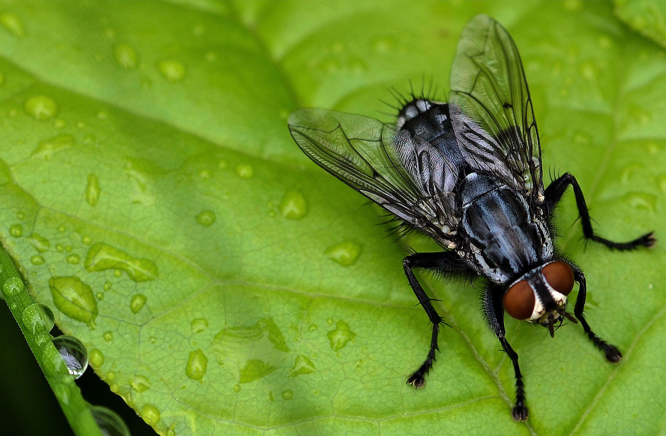 Moustique sur une feuille
