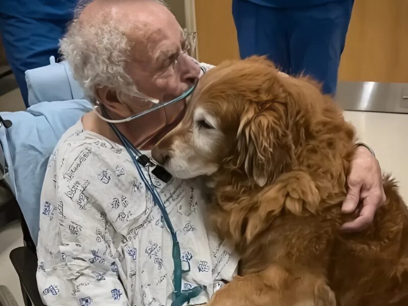 Homme âgé et son chien golden retriever