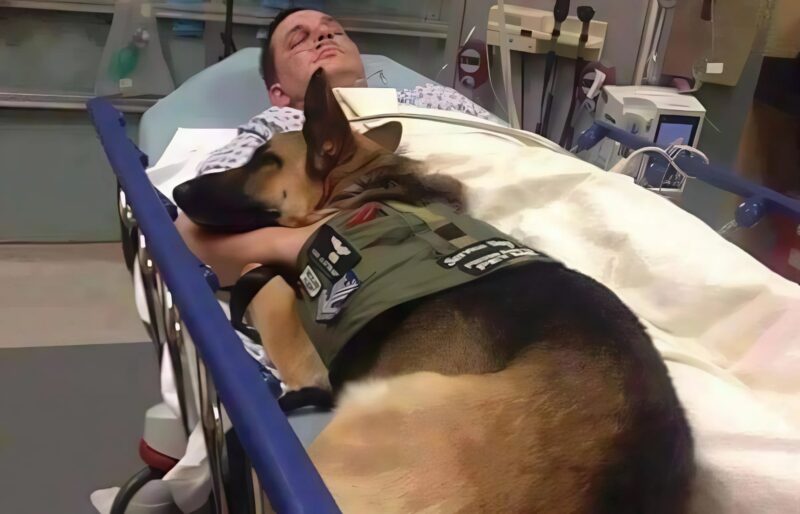 Chien et policier en convalescence