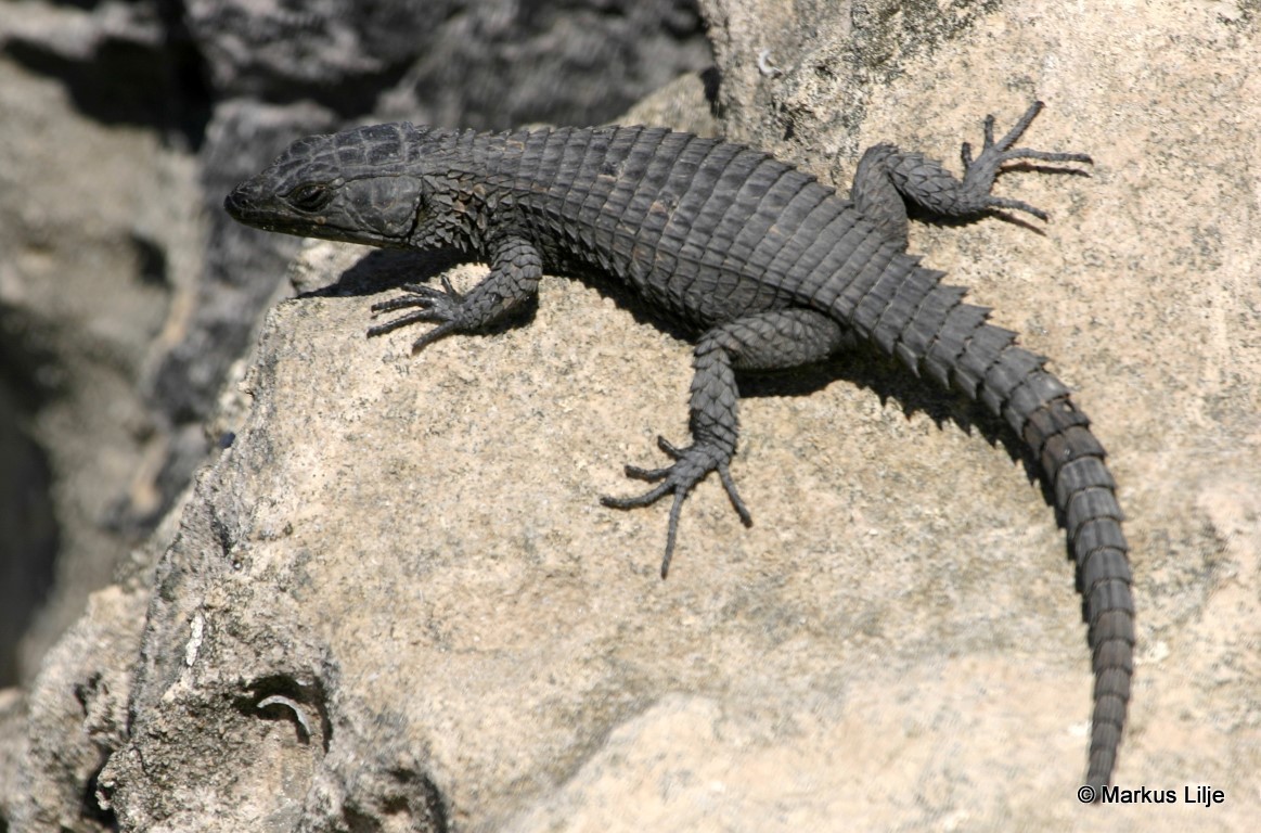 Portrait détaillé du Cordylus niger