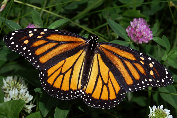 Femelle papillon monarque pondant ses œufs