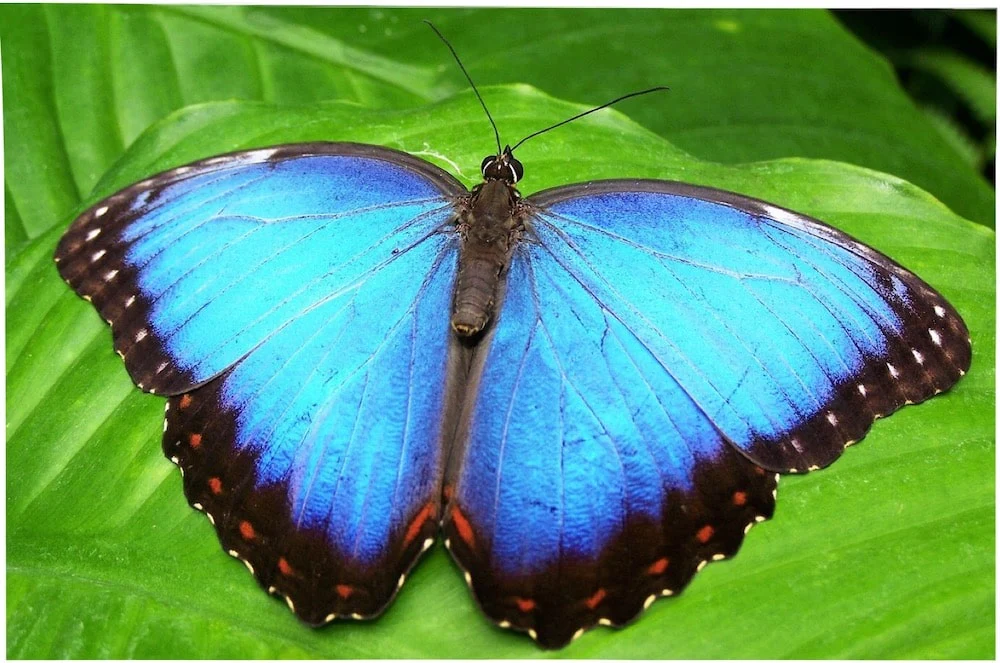 Papillon bleu posé sur une fleur