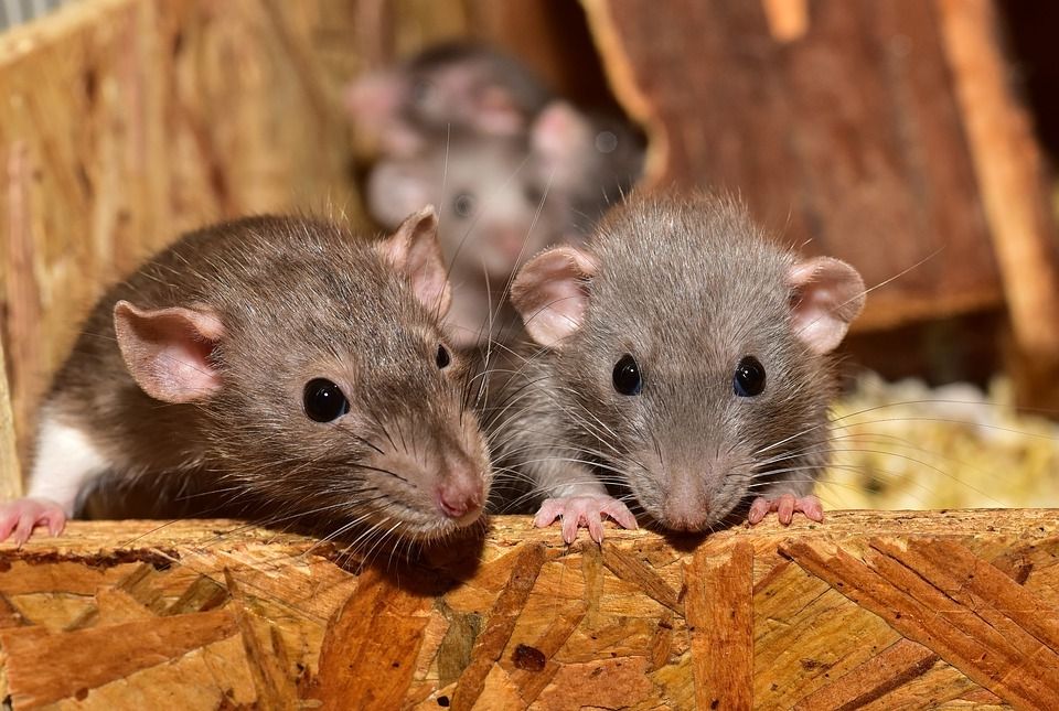 Groupe de rats dans des tuyaux