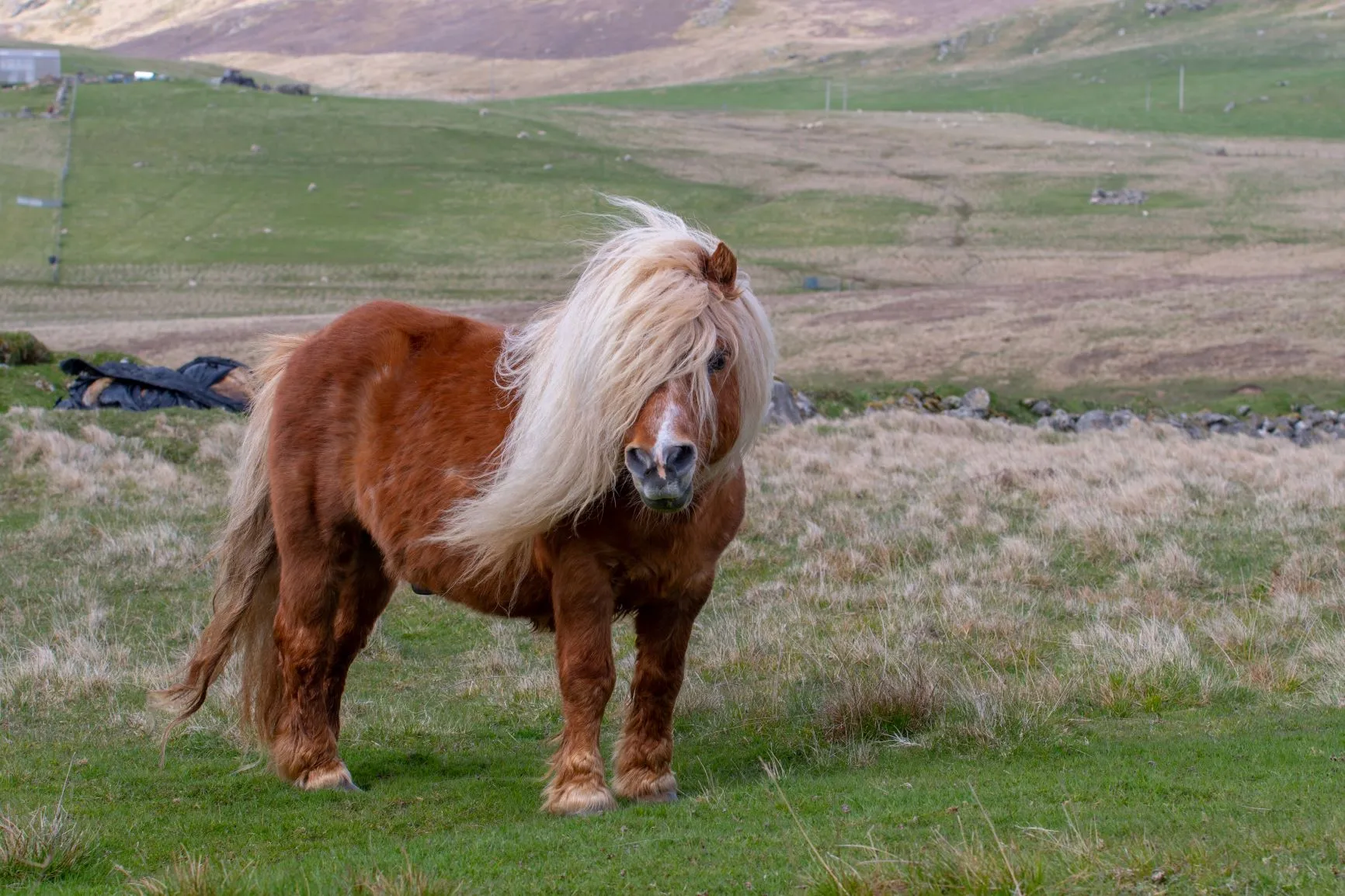 Poney Shetland robuste et déterminé