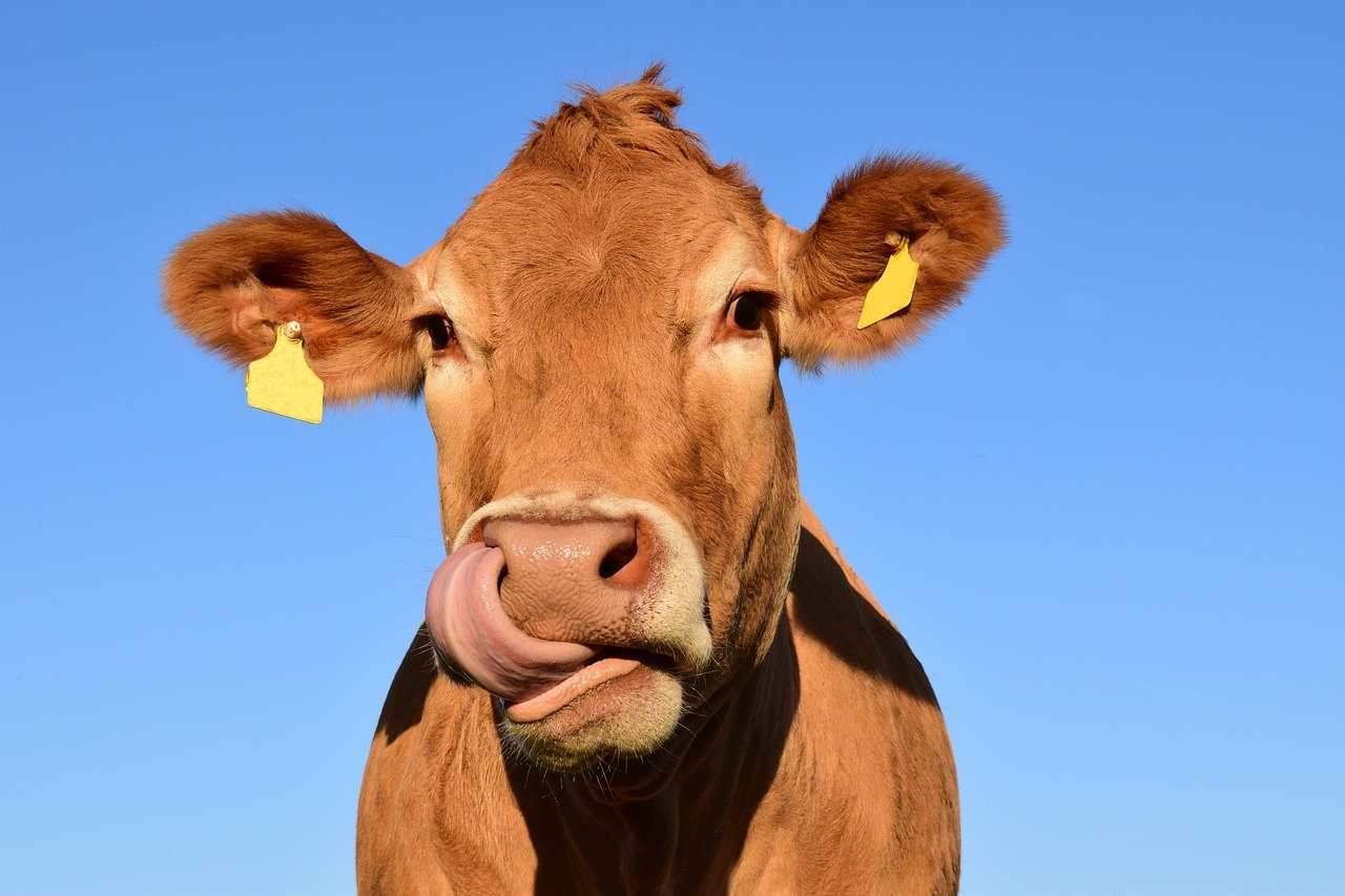 Vache dans un pré