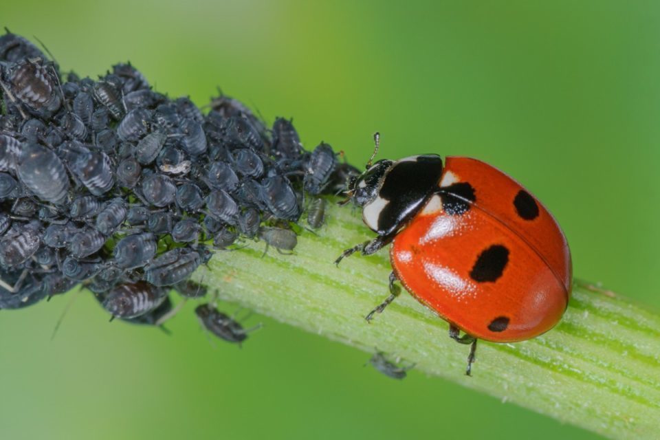 Plante traitée naturellement contre les pucerons