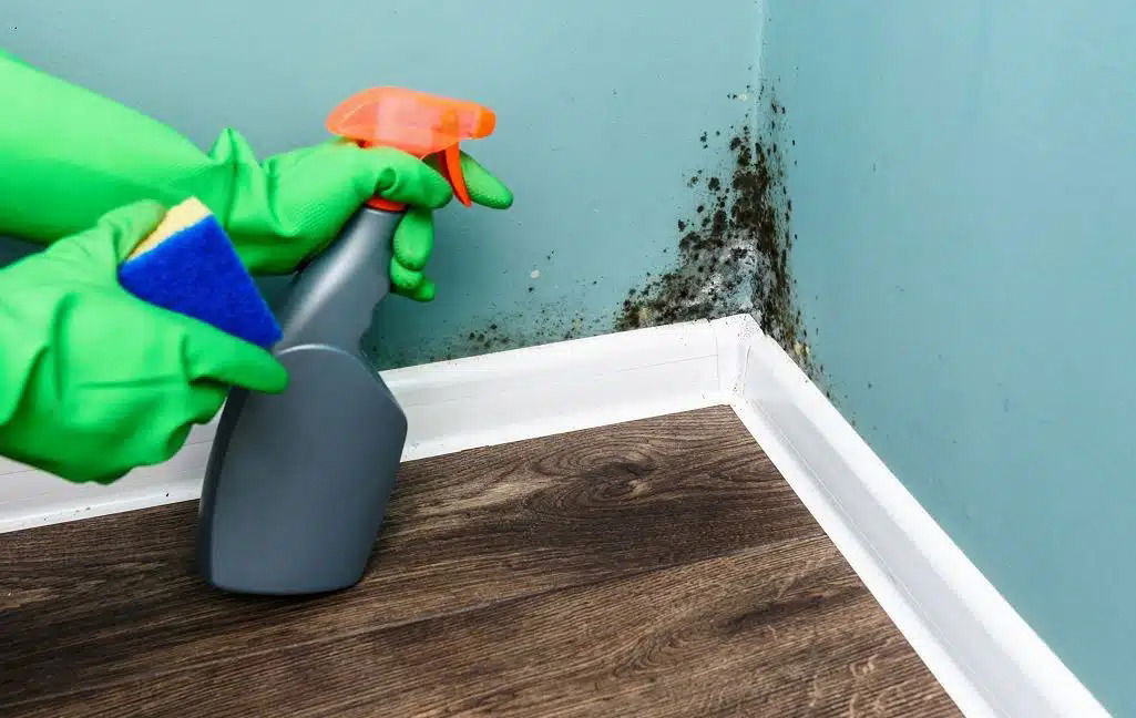 Nettoyage des moisissures avec spray et gants