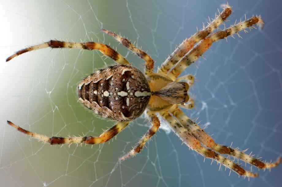 Cycle de vie d'une araignée domestique