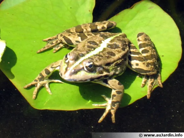 Grenouille verte sur une feuille, symbole de métamorphose