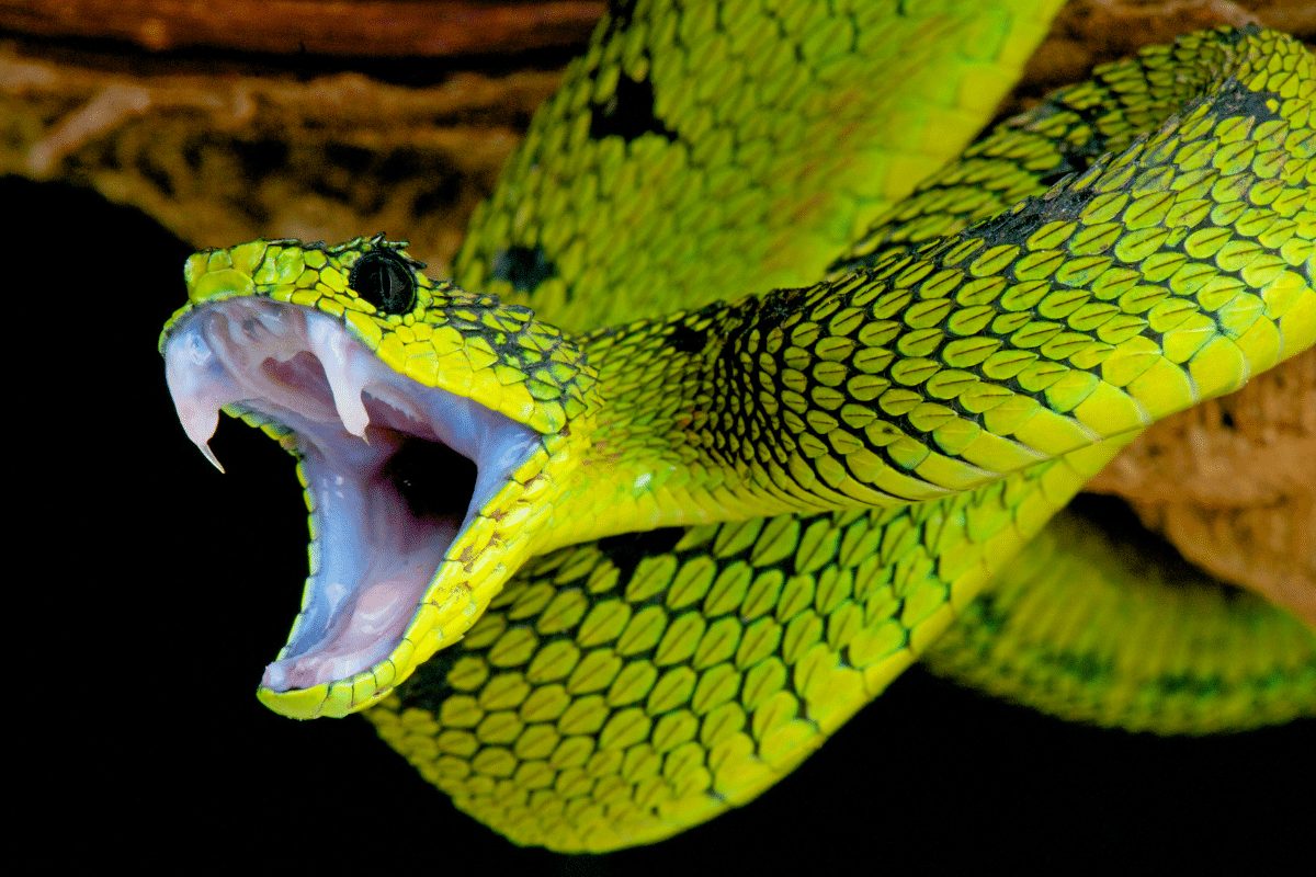 Serpent sortant d'un tuyau