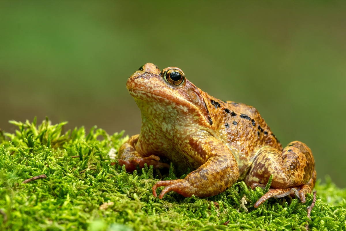 Grenouille près d'une porte, signe d'encouragement
