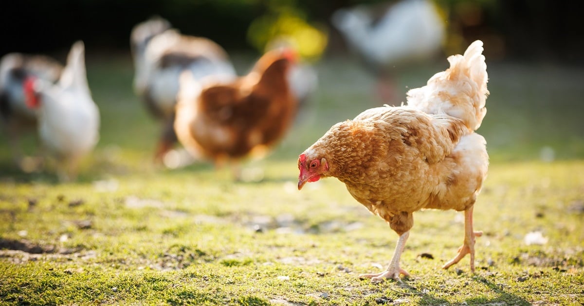 Différents morceaux de poulet préparés