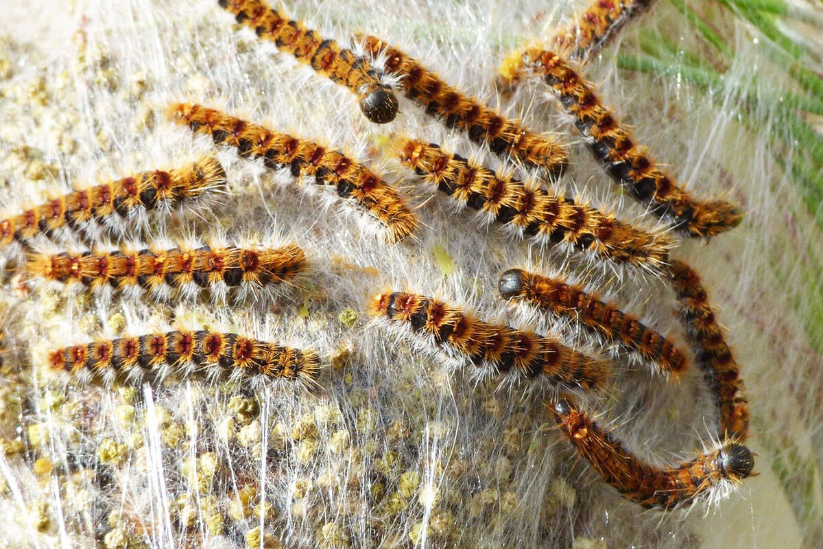 Chenilles processionnaires en formation caractéristique