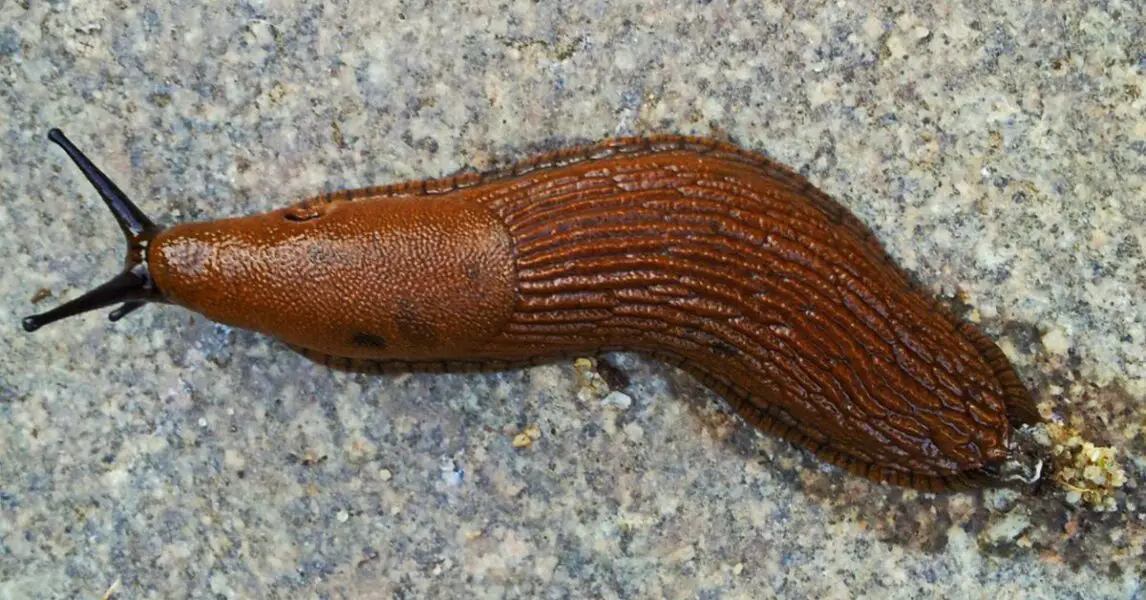 Limace sur une surface intérieure, évoquant une présence symbolique