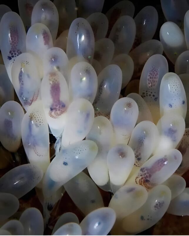Pieuvre et ses œufs dans la grotte