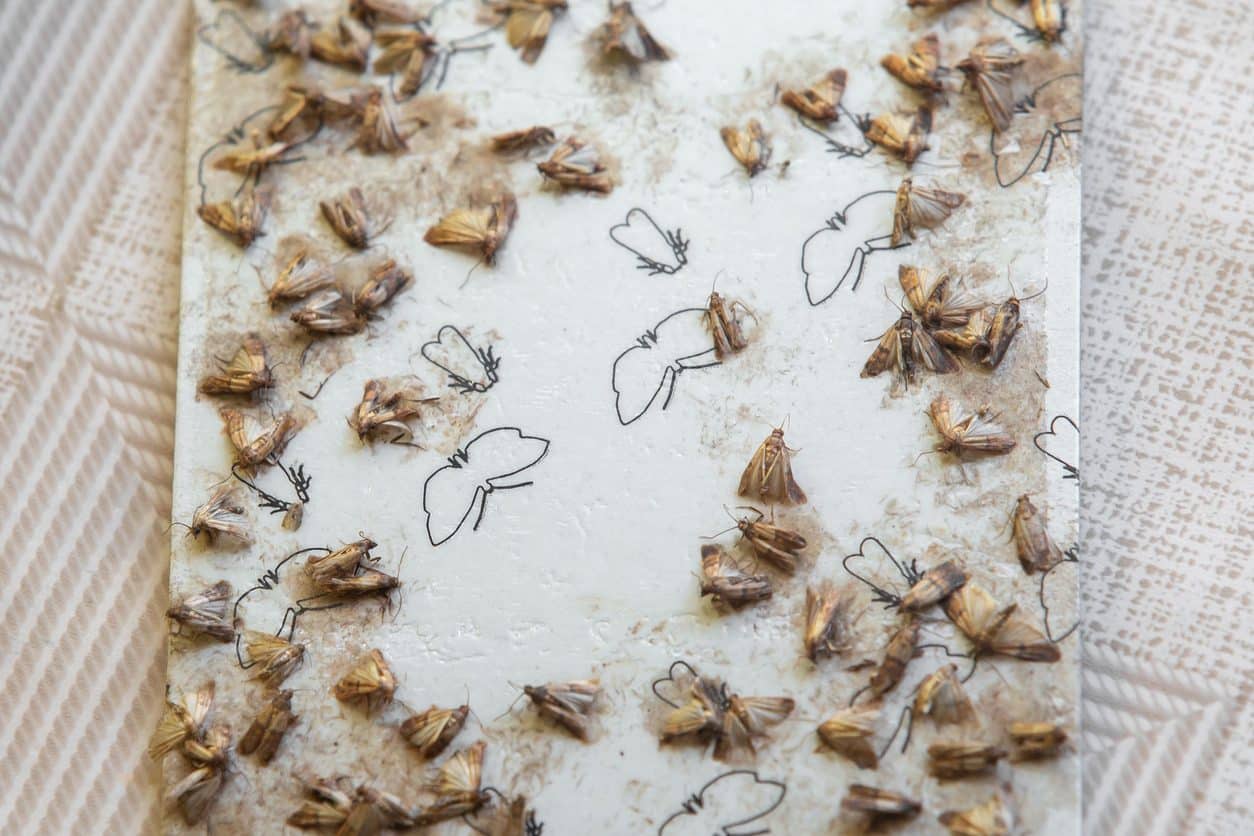 Pièges à mites dans un placard