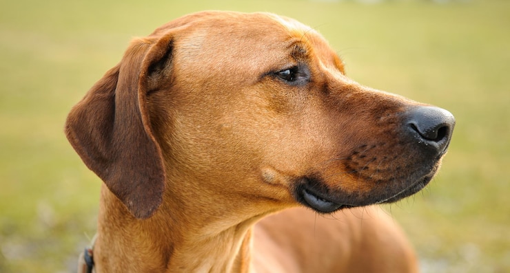Chien montrant des signes d'alerte inhabituels