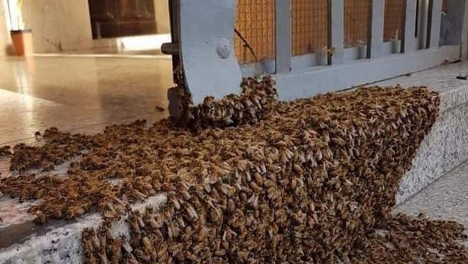 Essaim d'abeilles en pause temporaire