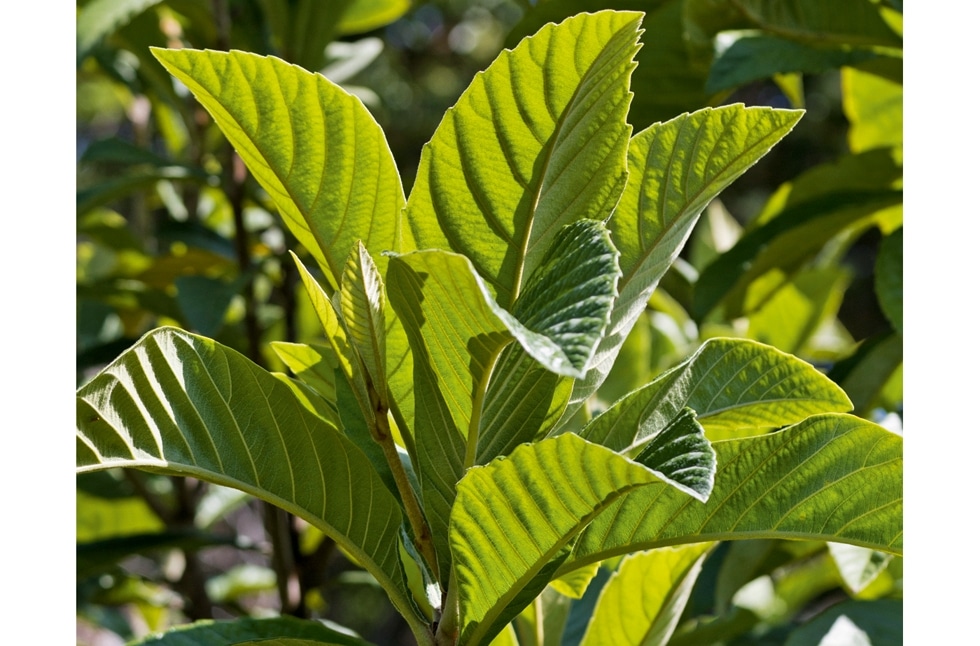Feuilles de néflier fraîches