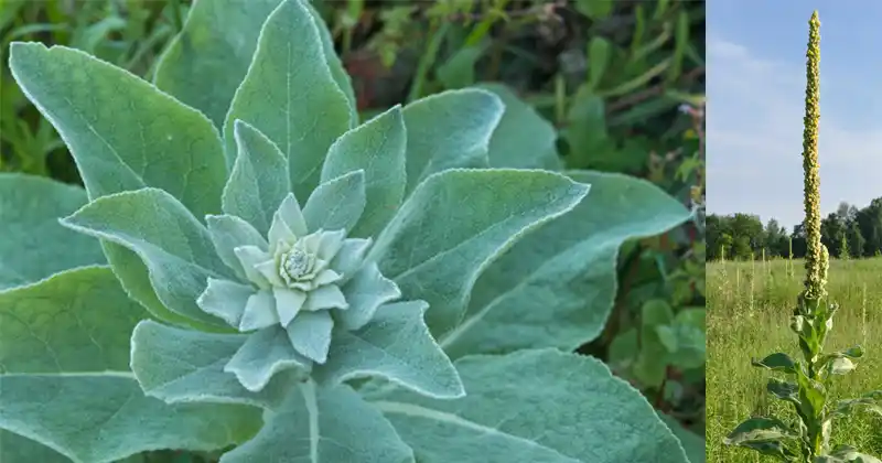 Feuilles de molène séchées